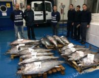 Pesca vietata, sequestrati 17 tonni rossi per 576 kg