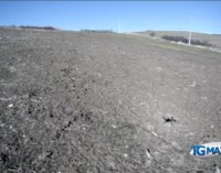 Cinghiali: ettari di campi di grano distrutti a Torricella Peligna