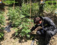 Droga: la finanza di Lanciano sequestra 170 piante di canapa indica a Mozzagrogna