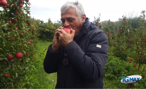 Una mela al giorno… ecco la produzione in Abruzzo