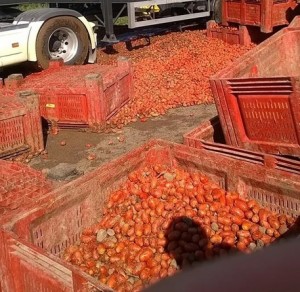 Pescara - invasione di pomodori su autostrada A/14