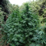 DROGA: SCOPERTE CINQUECENTO PIANTE DI CANAPA INDIANA