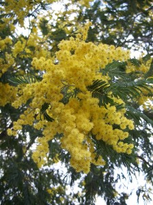 800px-Acacia_dealbata-1