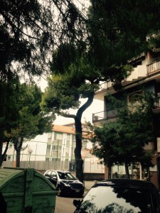 albero da tagliare