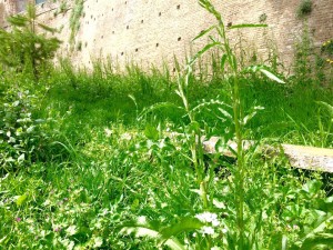 degrado_torrione