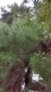 processionaria2