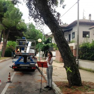 Violino albero Pescara