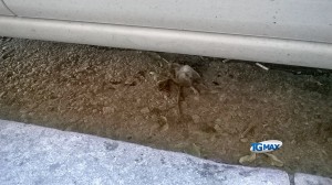 Lanciano topi in centro