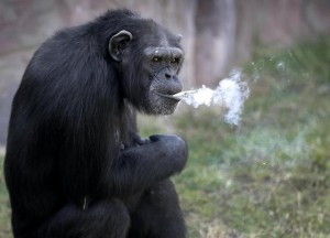 Lo scimpanze' che fuma allo zoo di Pyongyang