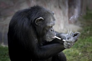 Lo scimpanze' che fuma allo zoo di Pyongyang