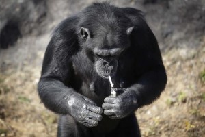 Lo scimpanze' che fuma allo zoo di Pyongyang