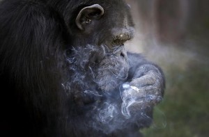 Lo scimpanze' che fuma allo zoo di Pyongyang