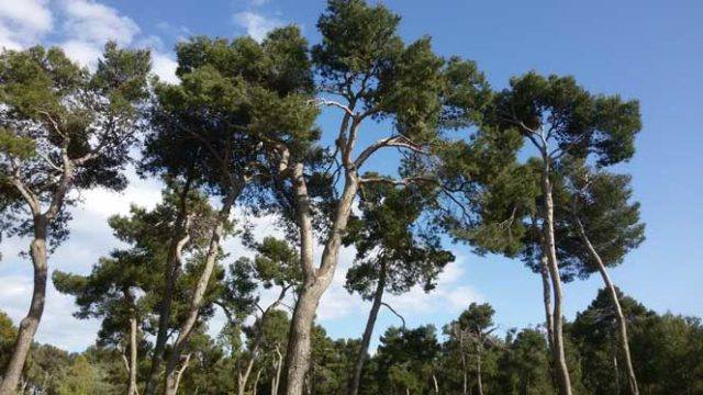 Pescara: al via taglio alberi tra proteste