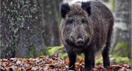 A Schiavi d’Abruzzo 86enne morso da un cinghiale