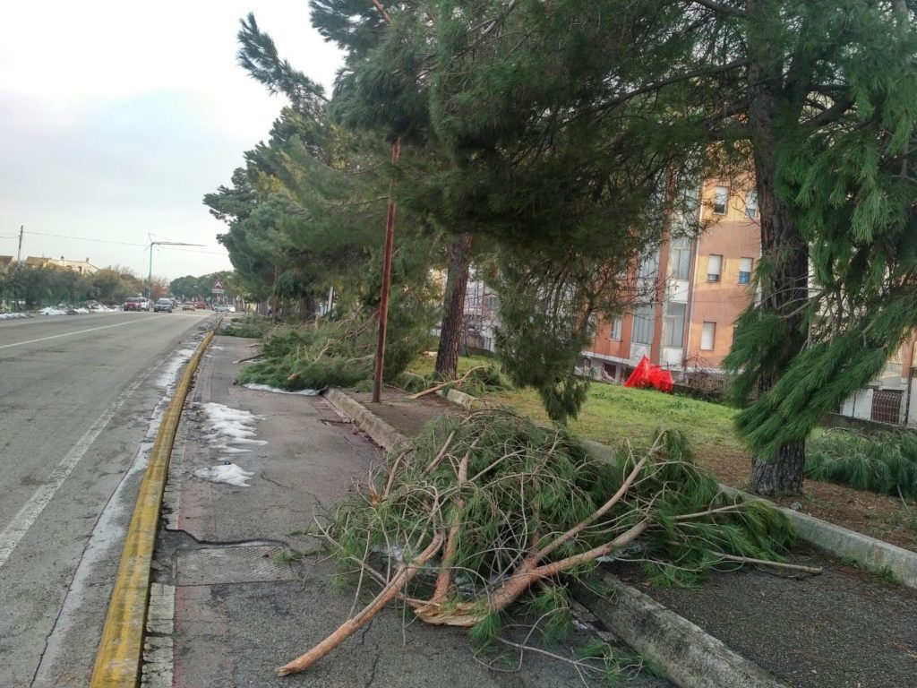 A Lanciano al via la potatura stagionale di 727 alberi in 45 giorni
