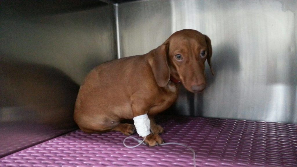 Wurstel con chiodi nell’Oasi di fido a Francavilla al mare, la condanna del sindaco: “gesto malvagio e incivile”