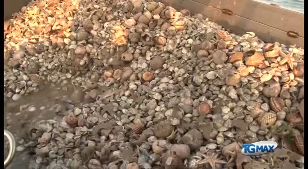 A pesca con la vongolara