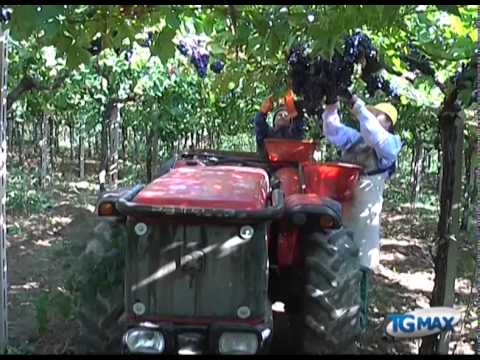 Agroalimentare, verso alleanza cooperative in Abruzzo
