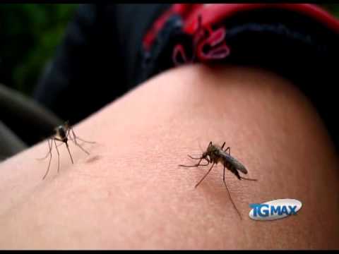 Allarme zanzare tigre in Abruzzo