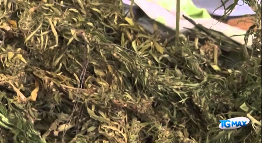 Aveva 17 kg marijuana in cantina, arrestato