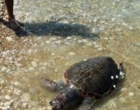 Tartaruga caretta caretta muore in spiaggia a Fossacesia