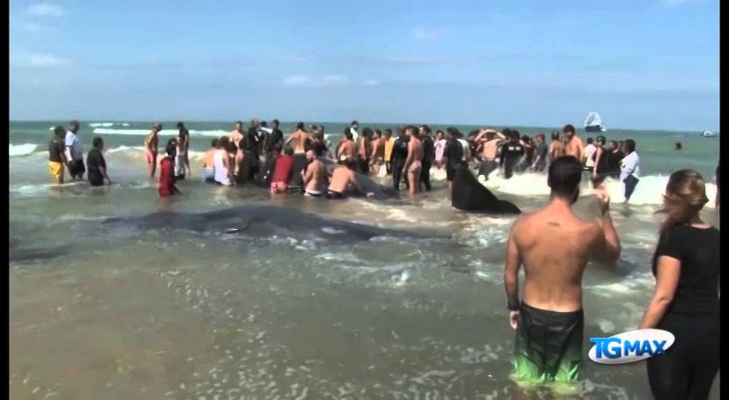 Cetacei spiaggiati: Arta esclude radioattività
