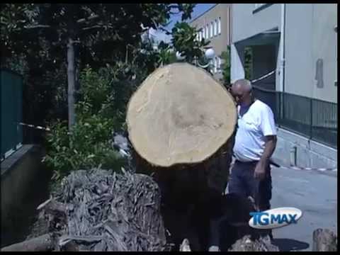 Chieti, rimosso albero caduto a scuola