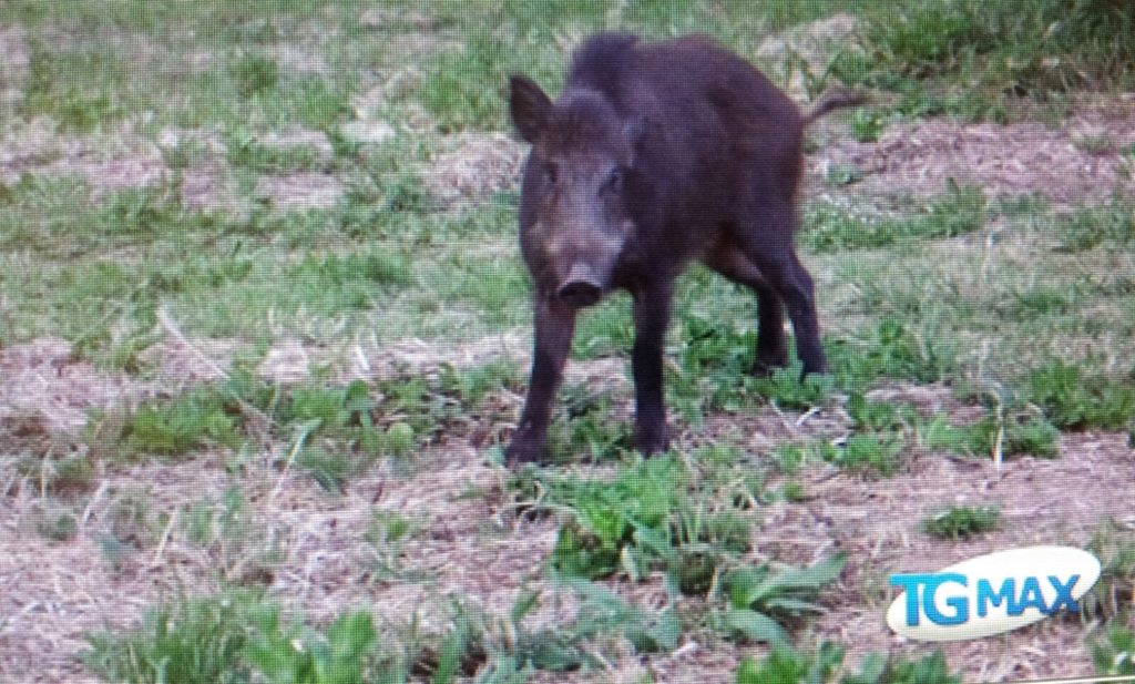 Cinghiale a Lanciano, sindaco ordina abbattimento