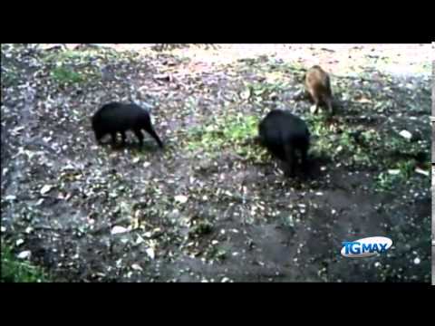 Cinghiale: caccia a rischio in Abruzzo