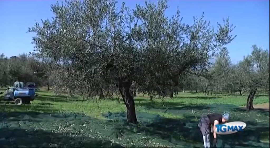 Danni produzione olivicole, Fi contesta Regione