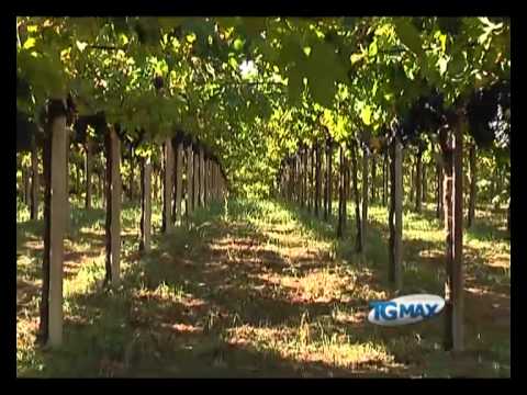 Fondi per la ristrutturazione dei vigneti