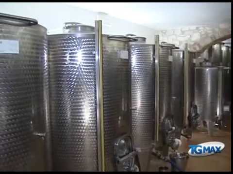 Frantoi, si salva l’olio di collina