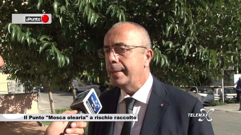 Il Punto “Mosca olearia, a rischio il raccolto”