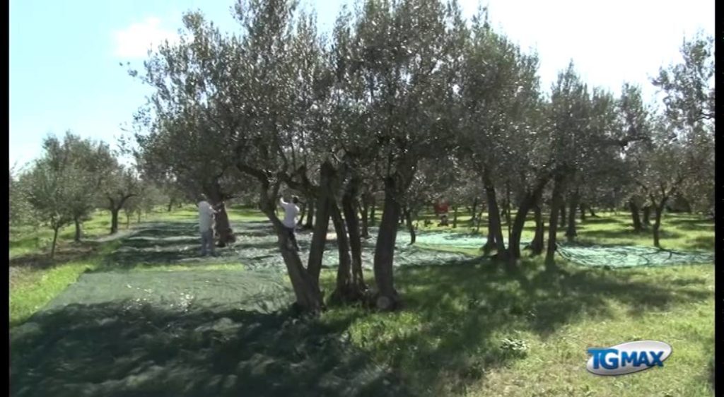Mosca olearia, a rischio il raccolto