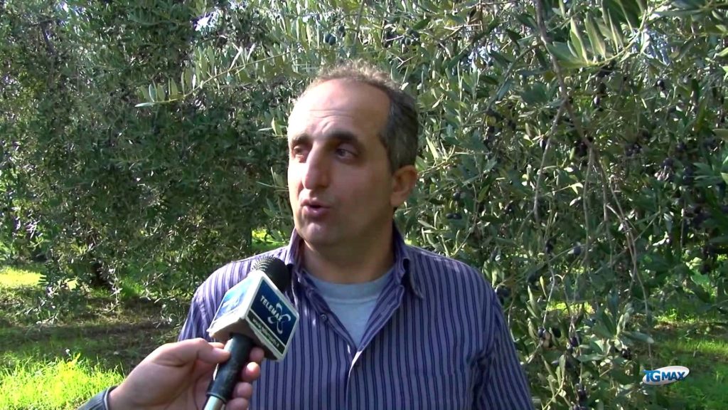 Olive, consigli per il raccolto