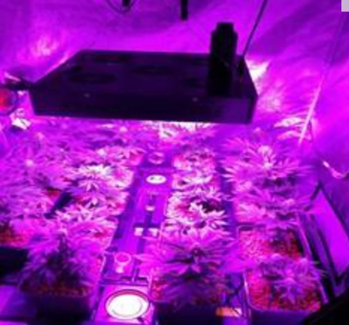 Coltivava marijuana nella serra in mansarda, arrestato. Il raccolto avrebbe fruttato 5 chilogrammi di sostanza stupefacente