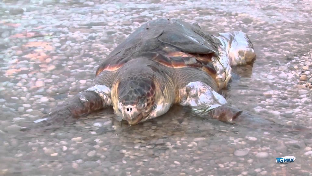 Tartaruga spiaggiata a Fossacesia