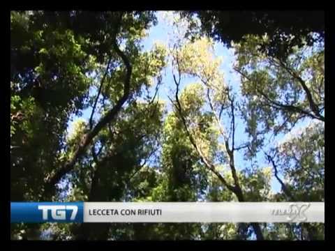 TG7 domenica 2 settembre 2012