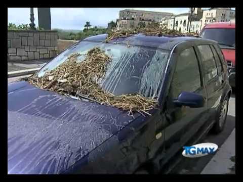 Vasto, auto ricoperta di letame
