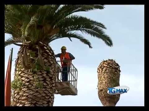 Vasto, il punteruolo rosso colpisce ancora