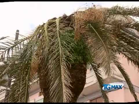 Vasto, punteruolo killer nelle palme