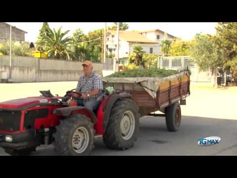 Vendemmia 2015, un ottimo raccolto