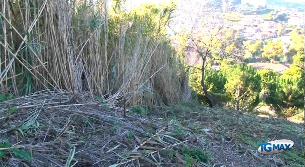 Ventuno cinghiali in giardino, donna disperata a San Vito chietino