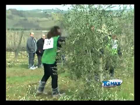 VII campionato regionale di potatura