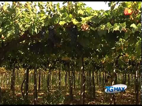 Vino, 8 mln a sostegno imprese