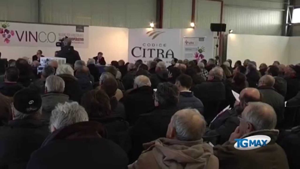 Vino, verso una nuova aggregazione di cantine sociali