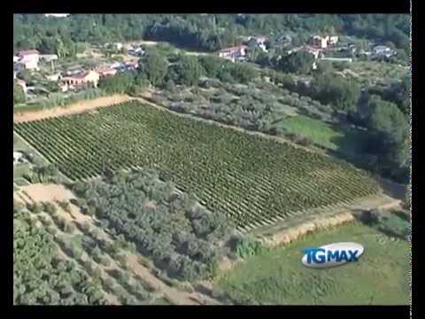Viticoltura, cambiano regole reimpianto