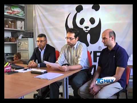Wwf, a rischio orso marsicano e specie in declino