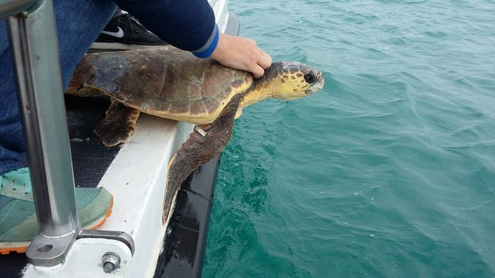 Sei tartarughe marine Caretta caretta rilasciate in mare al largo di Pescara