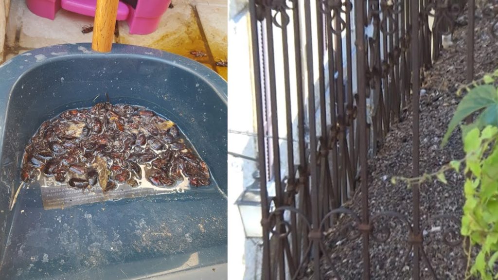Scarafaggi a centinaia in via Feramosca infestano le abitazioni, il Comune interviene con Ecolan